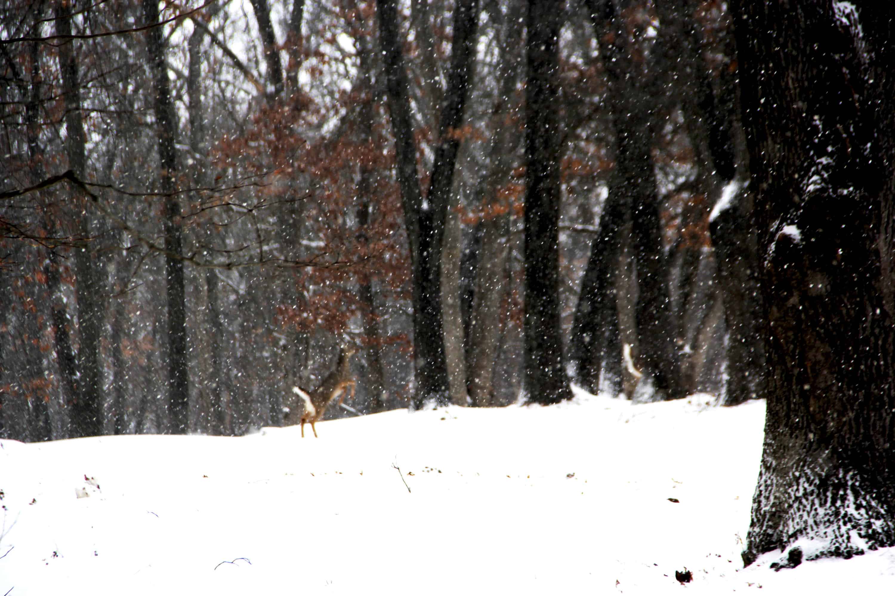 Cover Photo Deer